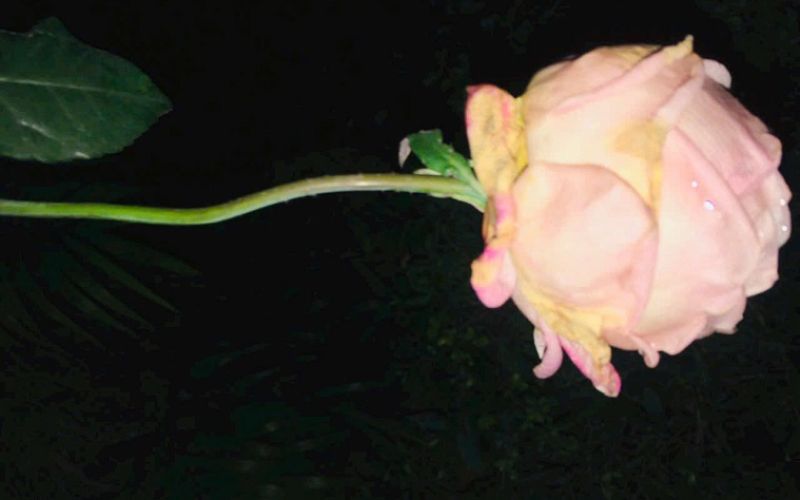 Old Money: Sự sang trọng không thể nhìn thấy nhưng được kế thừa