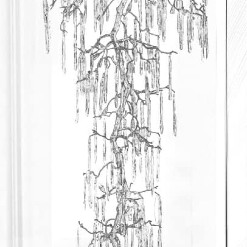 Đèn chùm cây tuyết tan