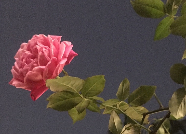 Sự liên hệ sâu sắc bằng những điều rất thật từ bên trong